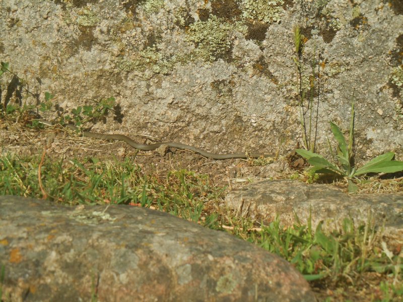 il biacco Rodolfo...sulla tomba di giganti